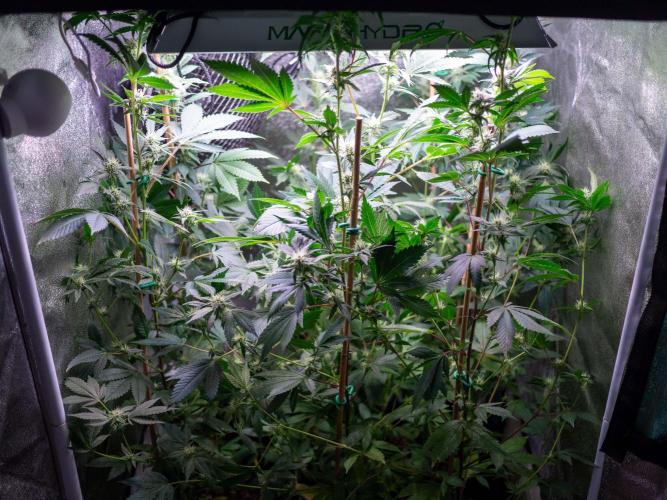 SOG Ayahuasca Purple (CLONES). Week 10 - 2026/04/30