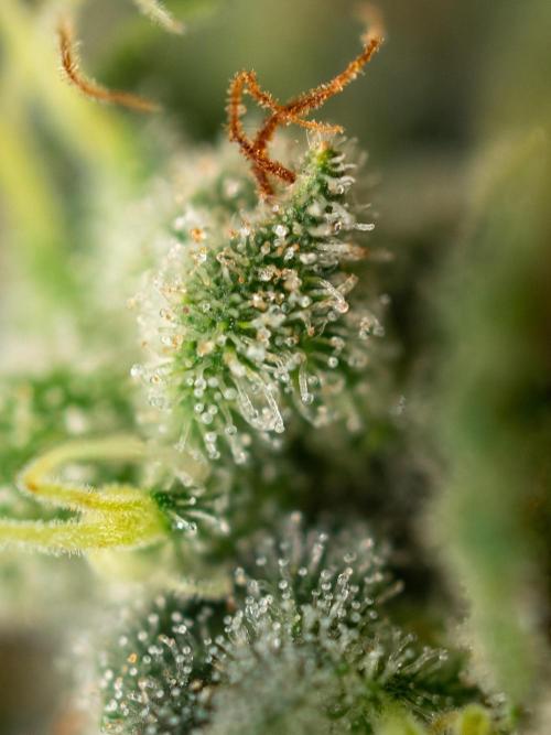 Ayahuasca Purple. Week 19