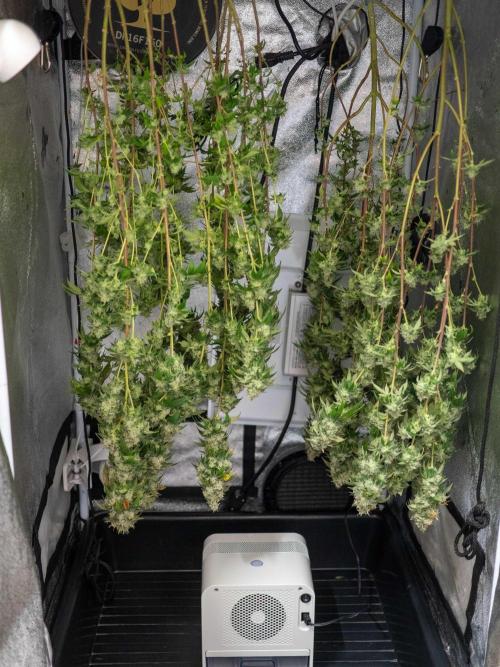 Ayahuasca Purple. Week 20
