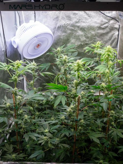 SOG Ayahuasca Purple (CLONES). Week 10 - 2026/05/04