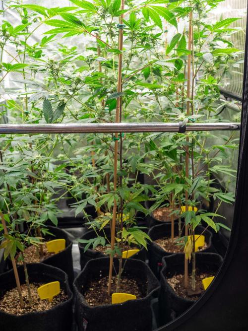 SOG Ayahuasca Purple (CLONES). Week 10 - 2026/05/04