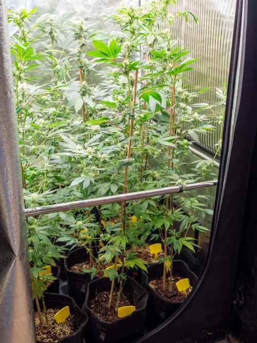 SOG Ayahuasca Purple (CLONES). Week 10 - 2026/05/04: new home!