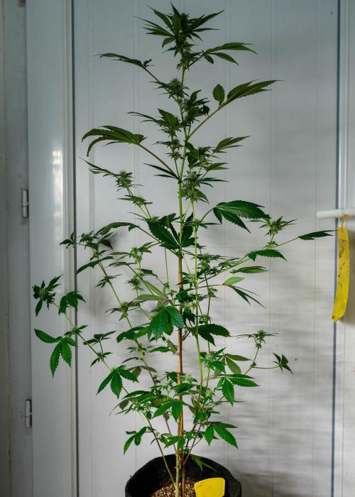 SOG Ayahuasca Purple (CLONES). Week 11 - 2026/05/08