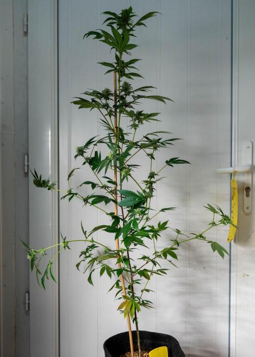SOG Ayahuasca Purple (CLONES). Week 11 - 2026/05/08