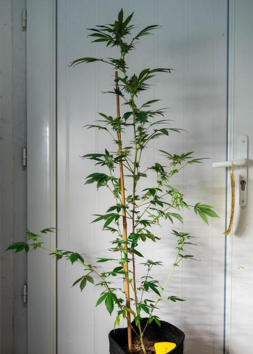 SOG Ayahuasca Purple (CLONES). Week 11 - 2026/05/08