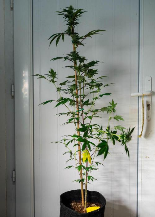 SOG Ayahuasca Purple (CLONES). Week 11 - 2026/05/08