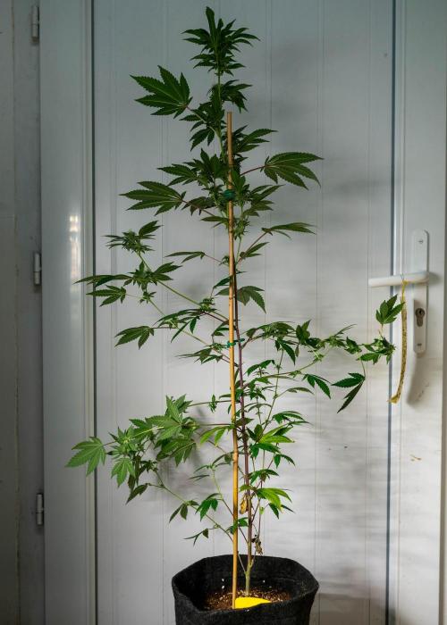 SOG Ayahuasca Purple (CLONES). Week 11 - 2026/05/08