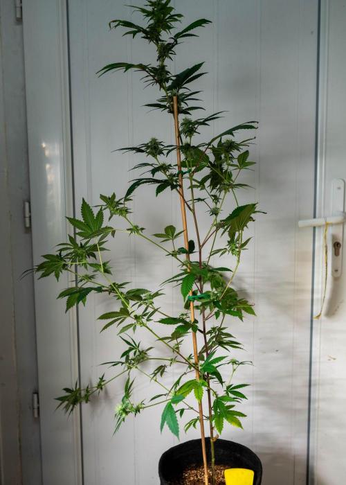 SOG Ayahuasca Purple (CLONES). Week 11 - 2026/05/08