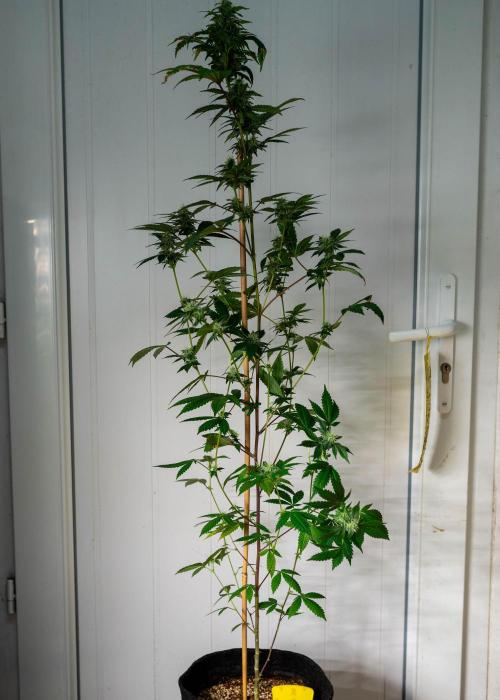 SOG Ayahuasca Purple (CLONES). Week 11 - 2026/05/08