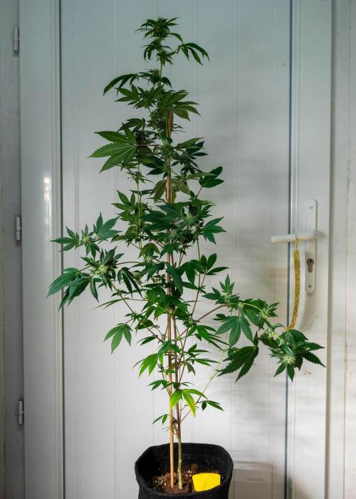 SOG Ayahuasca Purple (CLONES). Week 11 - 2026/05/08