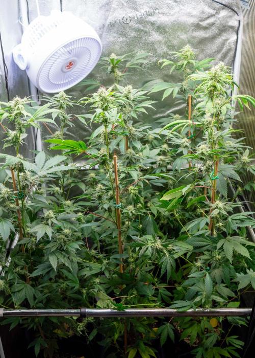 SOG Ayahuasca Purple (CLONES). Week 11 - 2026/05/08