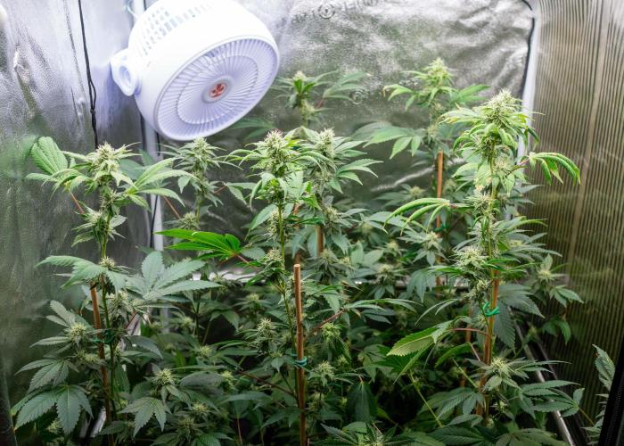 SOG Ayahuasca Purple (CLONES). Week 11 - 2026/05/08