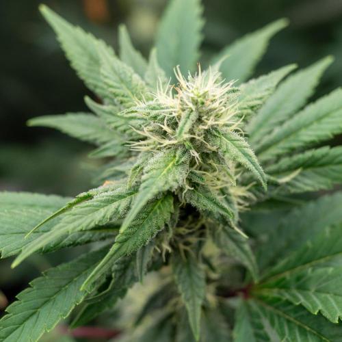 SOG Ayahuasca Purple (CLONES). Week 11 - 2026/05/08