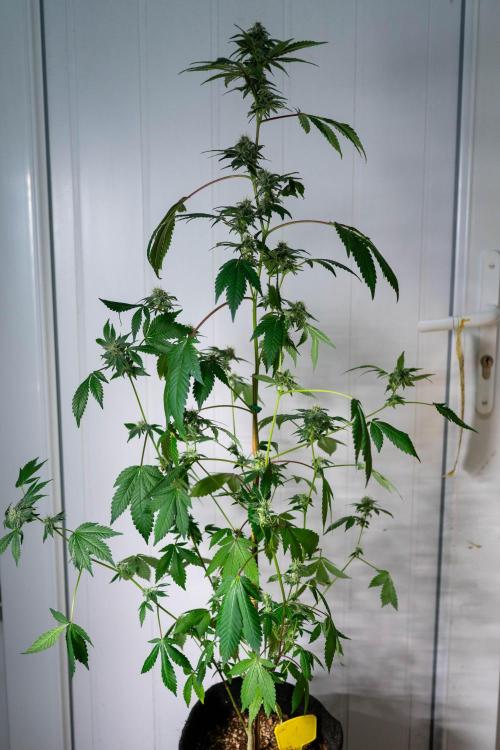 SOG Ayahuasca Purple (CLONES). Week 12 - 2026/05/13: #1