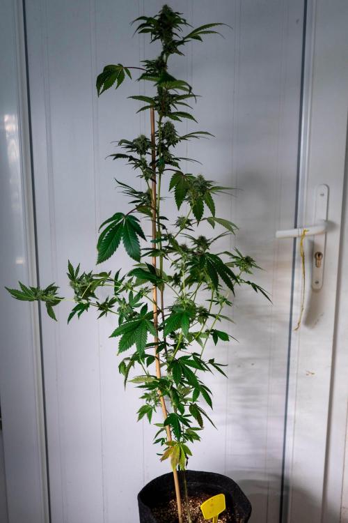 SOG Ayahuasca Purple (CLONES). Week 12 - 2026/05/13: #2