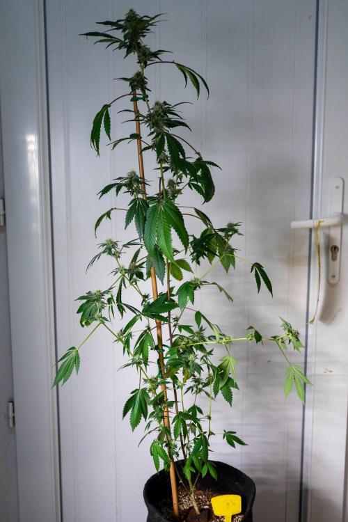 SOG Ayahuasca Purple (CLONES). Week 12 - 2026/05/13: #3