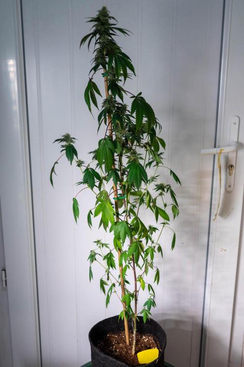 SOG Ayahuasca Purple (CLONES). Week 12 - 2026/05/13: #4