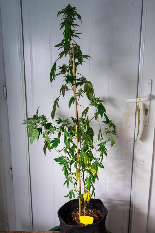 SOG Ayahuasca Purple (CLONES). Week 12 - 2026/05/13: #5