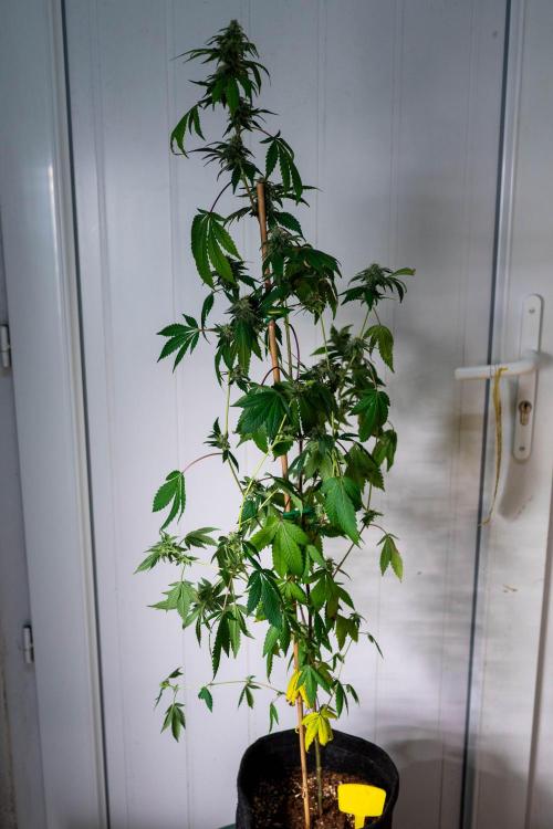 SOG Ayahuasca Purple (CLONES). Week 12 - 2026/05/13: #6