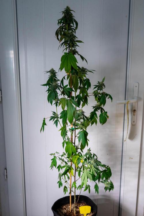 SOG Ayahuasca Purple (CLONES). Week 12 - 2026/05/13: #7