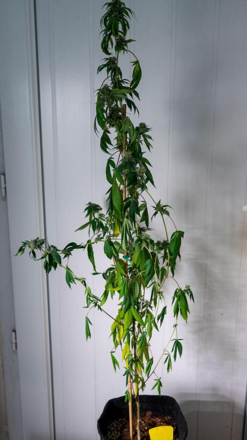 SOG Ayahuasca Purple (CLONES). Week 12 - 2026/05/13: #8