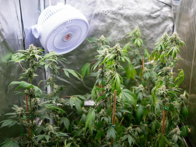 SOG Ayahuasca Purple (CLONES). Week 12 - 2026/05/13
