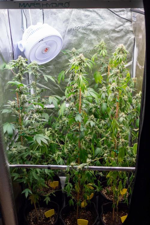 SOG Ayahuasca Purple (CLONES). Week 12 - 2026/05/13
