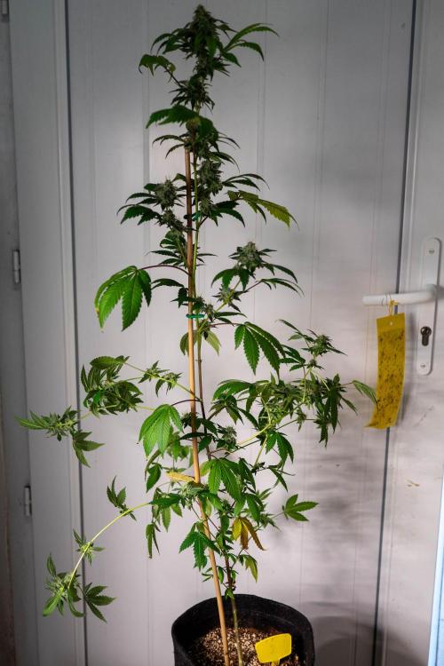 SOG Ayahuasca Purple (CLONES). Week 13 - 2026/05/20: #2