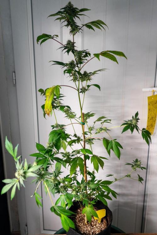 SOG Ayahuasca Purple (CLONES). Week 13 - 2026/05/20: #1