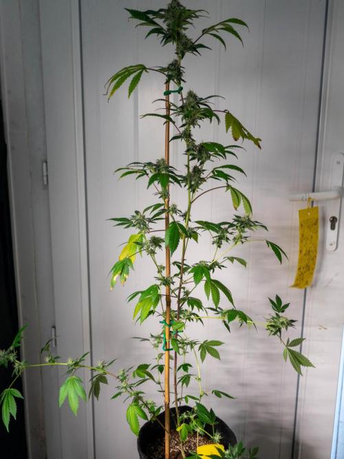 SOG Ayahuasca Purple (CLONES). Week 13 - 2026/05/20: #3