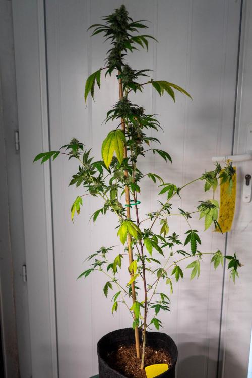 SOG Ayahuasca Purple (CLONES). Week 13 - 2026/05/20: #4