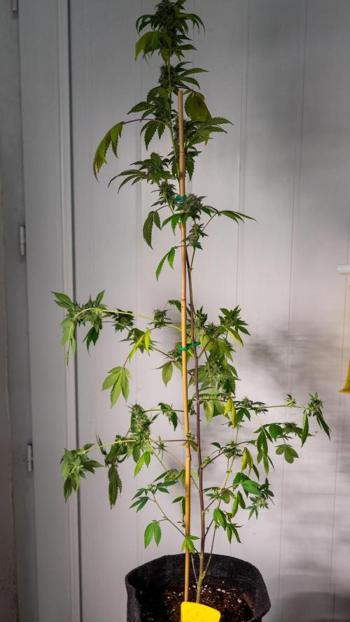SOG Ayahuasca Purple (CLONES). Week 13 - 2026/05/20: #5