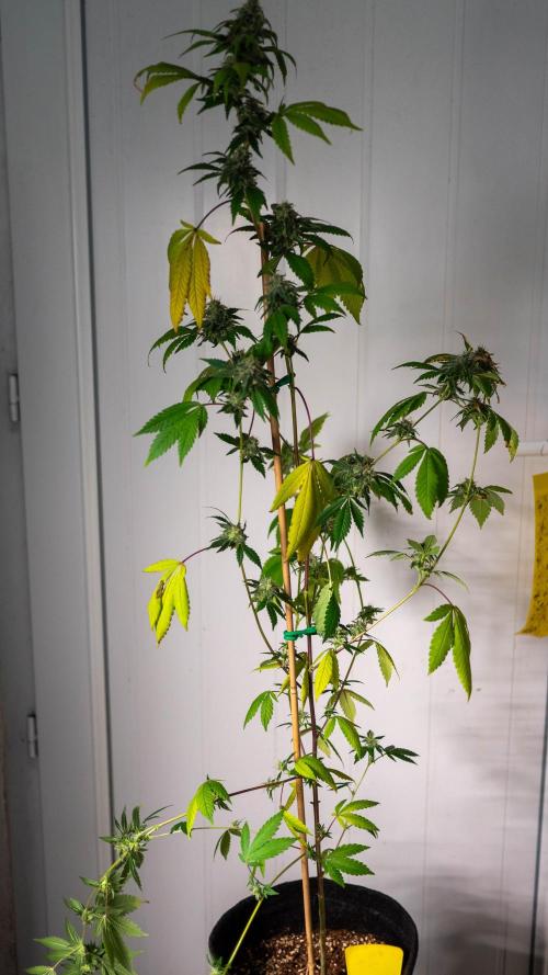 SOG Ayahuasca Purple (CLONES). Week 13 - 2026/05/20: #6