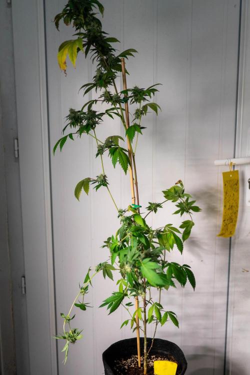 SOG Ayahuasca Purple (CLONES). Week 13 - 2026/05/20: #7