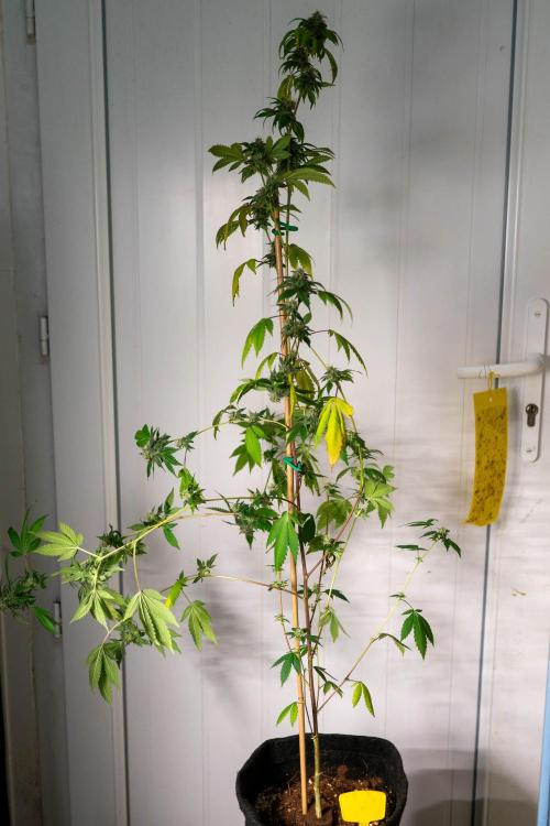 SOG Ayahuasca Purple (CLONES). Week 13 - 2026/05/20: #8