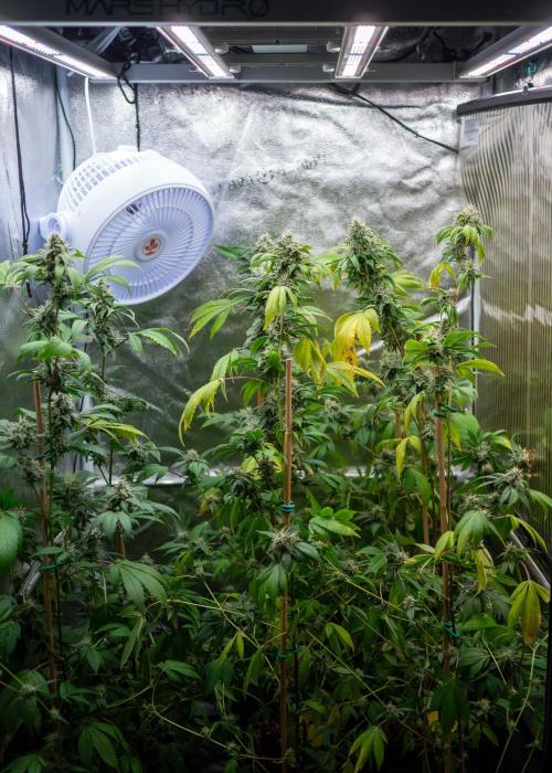 SOG Ayahuasca Purple (CLONES). Week 13 - 2026/05/20