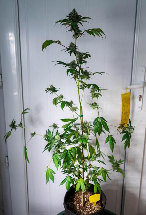 SOG Ayahuasca Purple (CLONES). Week 14 - 2026/05/26: #1