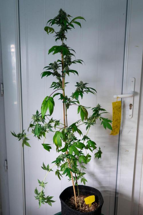 SOG Ayahuasca Purple (CLONES). Week 14 - 2026/05/26: #2
