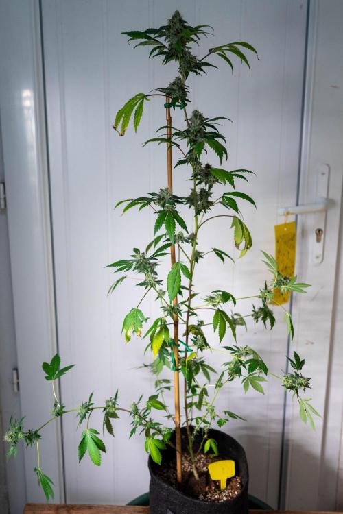 SOG Ayahuasca Purple (CLONES). Week 14 - 2026/05/26: #3