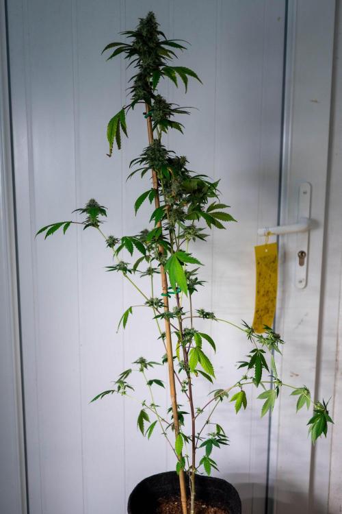 SOG Ayahuasca Purple (CLONES). Week 14 - 2026/05/26: #4