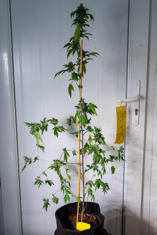 SOG Ayahuasca Purple (CLONES). Week 14 - 2026/05/26: #5
