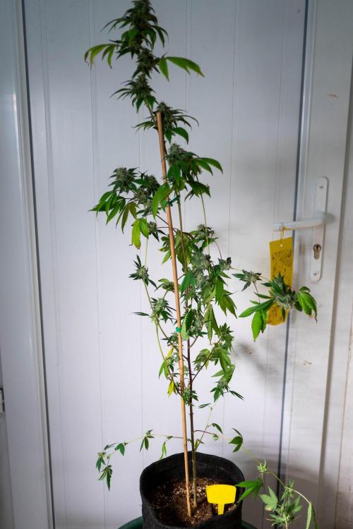 SOG Ayahuasca Purple (CLONES). Week 14 - 2026/05/26: #6