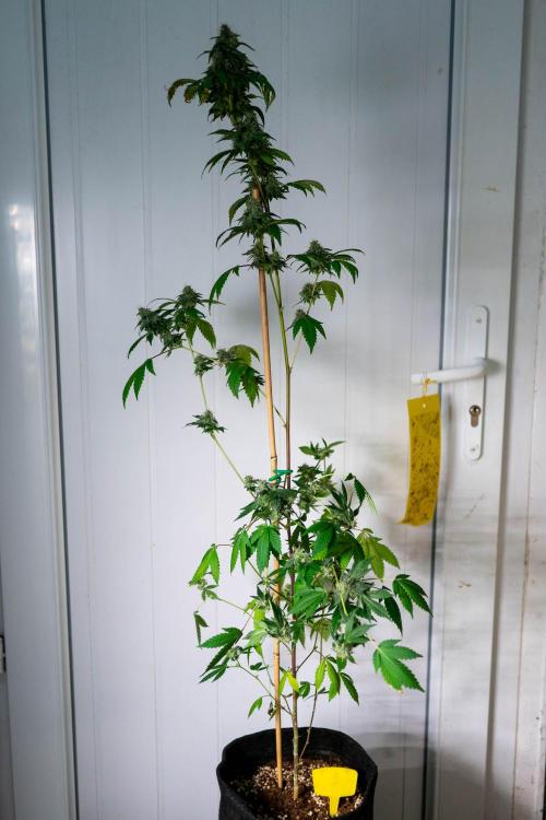 SOG Ayahuasca Purple (CLONES). Week 14 - 2026/05/26: #7