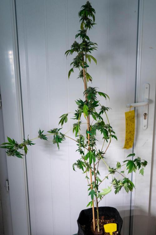 SOG Ayahuasca Purple (CLONES). Week 14 - 2026/05/26: #8