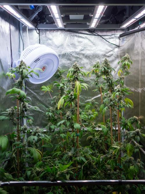 SOG Ayahuasca Purple (CLONES). Week 14 - 2026/05/26