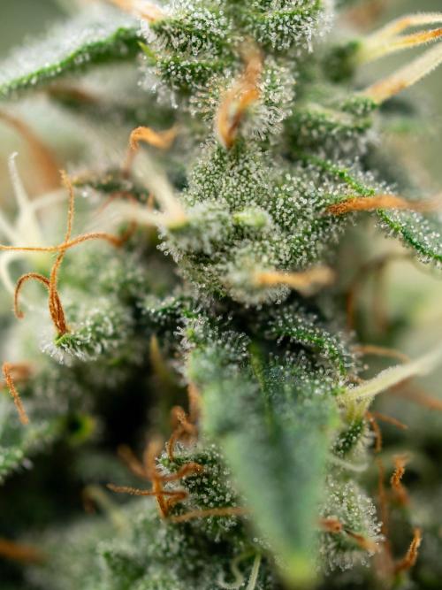 SOG Ayahuasca Purple (CLONES). Week 14 - 2026/05/28