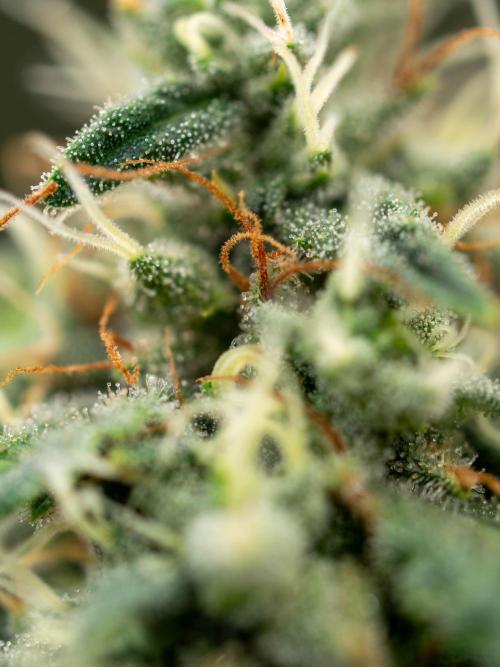 SOG Ayahuasca Purple (CLONES). Week 14 - 2026/05/28
