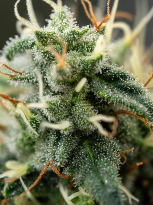 SOG Ayahuasca Purple (CLONES). Week 14 - 2026/05/28