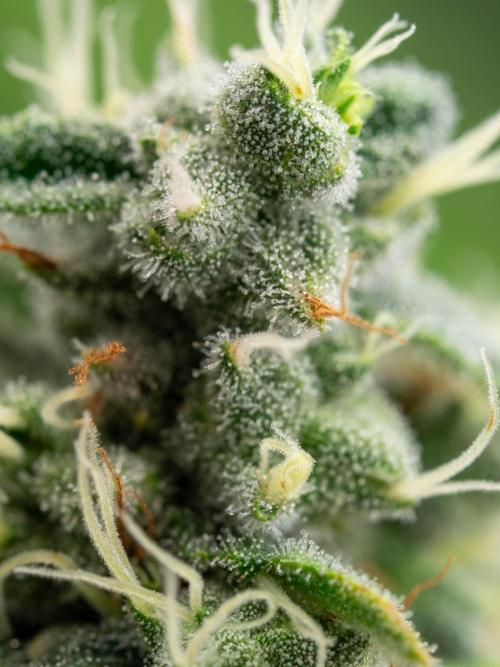 SOG Ayahuasca Purple (CLONES). Week 14 - 2026/05/28