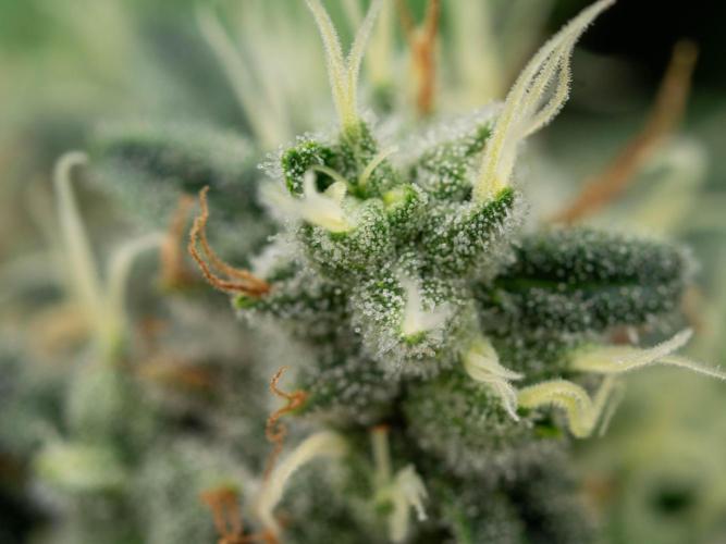 SOG Ayahuasca Purple (CLONES). Week 14 - 2026/05/28